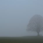 Novembernebel