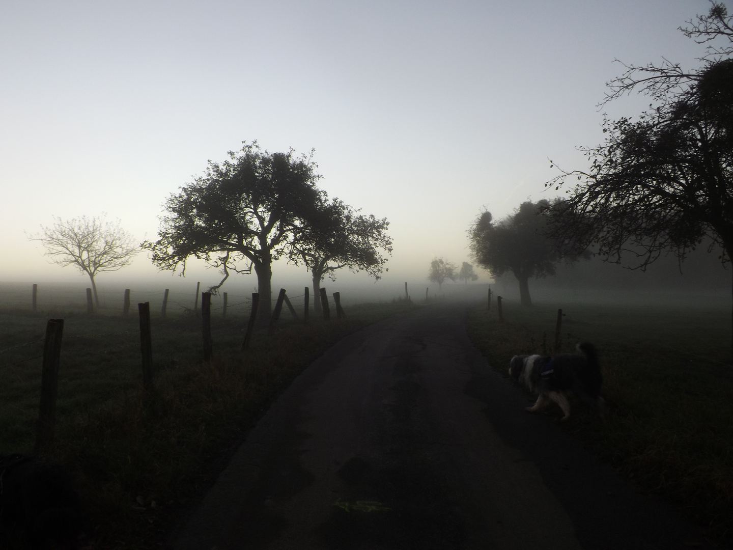 Novembernebel