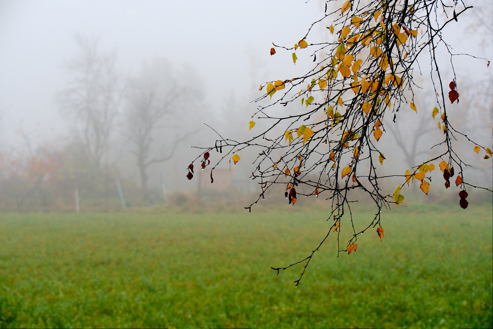 Novembernebel