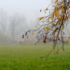 Novembernebel