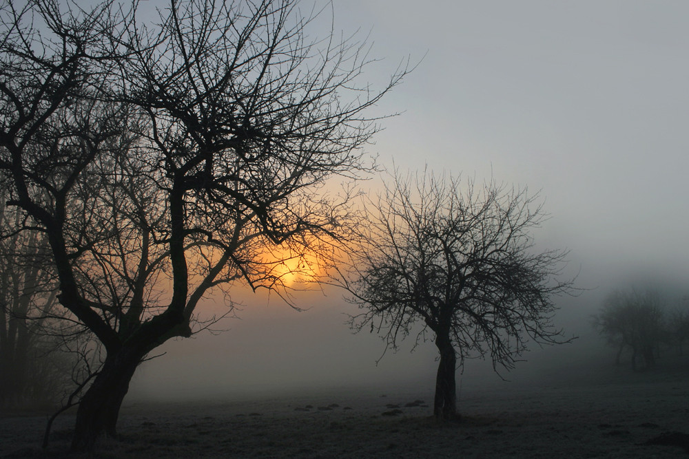 Novembernebel von Martina Heggie