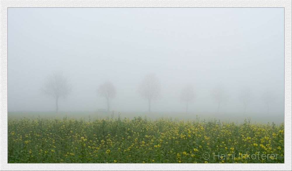 Novembernebel I