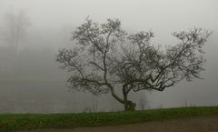 Novembernebel I