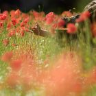 "Novembernebel" im Mohn ;-)