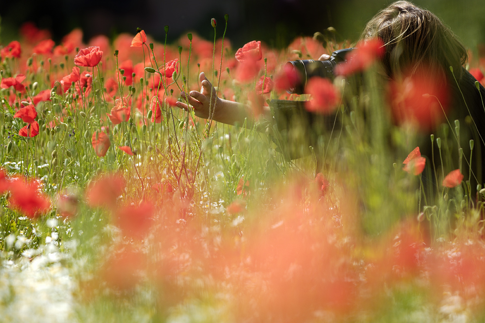 "Novembernebel" im Mohn ;-)