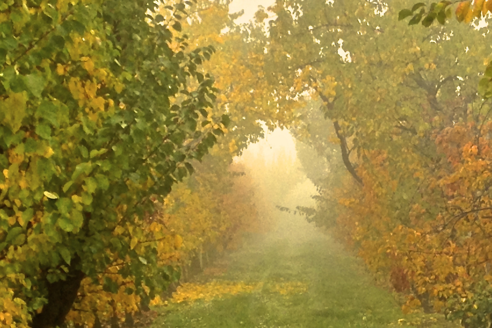 Novembernebel in der Plantage