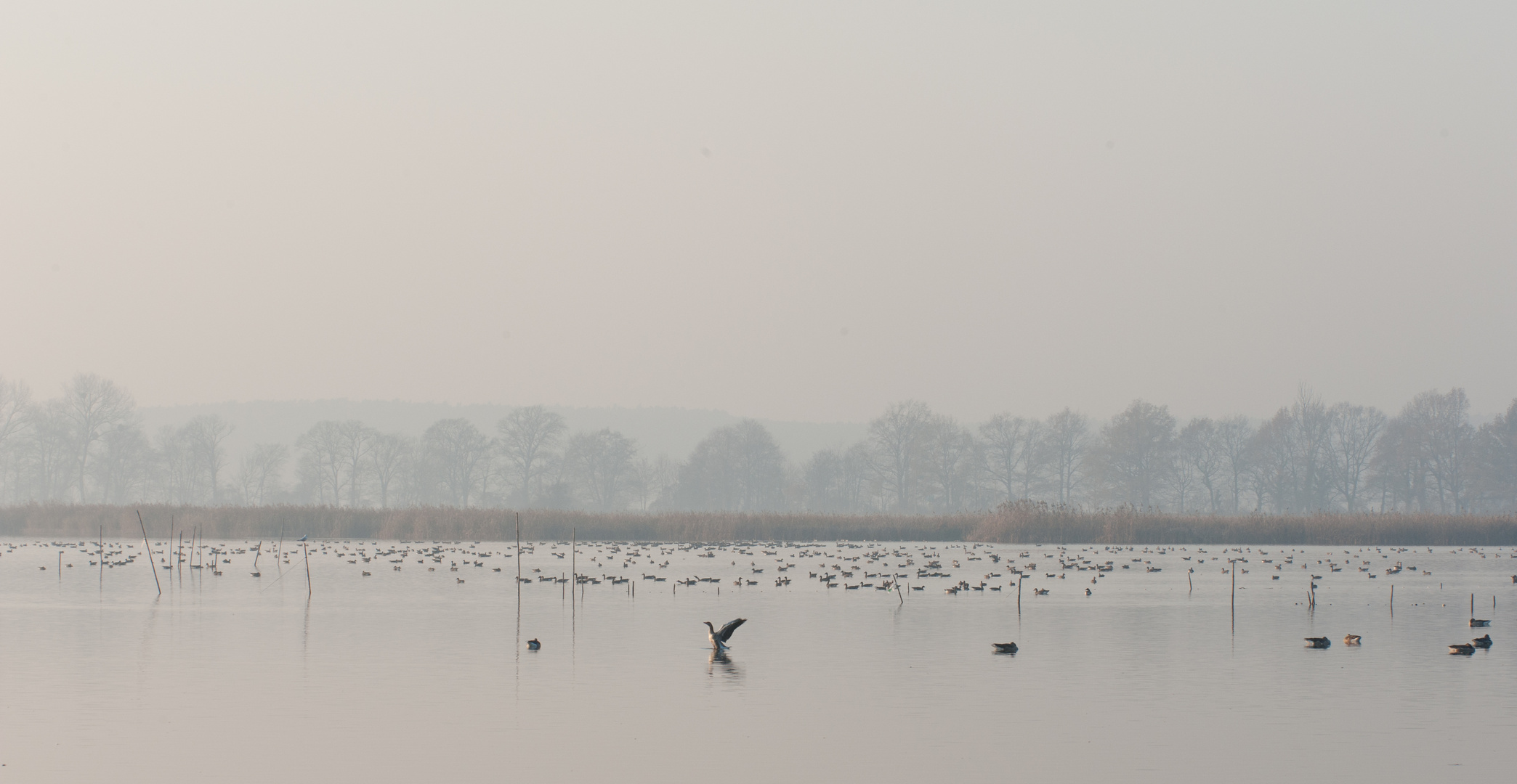 Novembernebel-Stimmung am  Blankensee