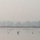 Novembernebel-Stimmung am  Blankensee