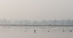 Novembernebel-Stimmung am  Blankensee