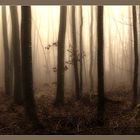 Novembernebel_1