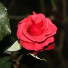 Novemberose 12 116