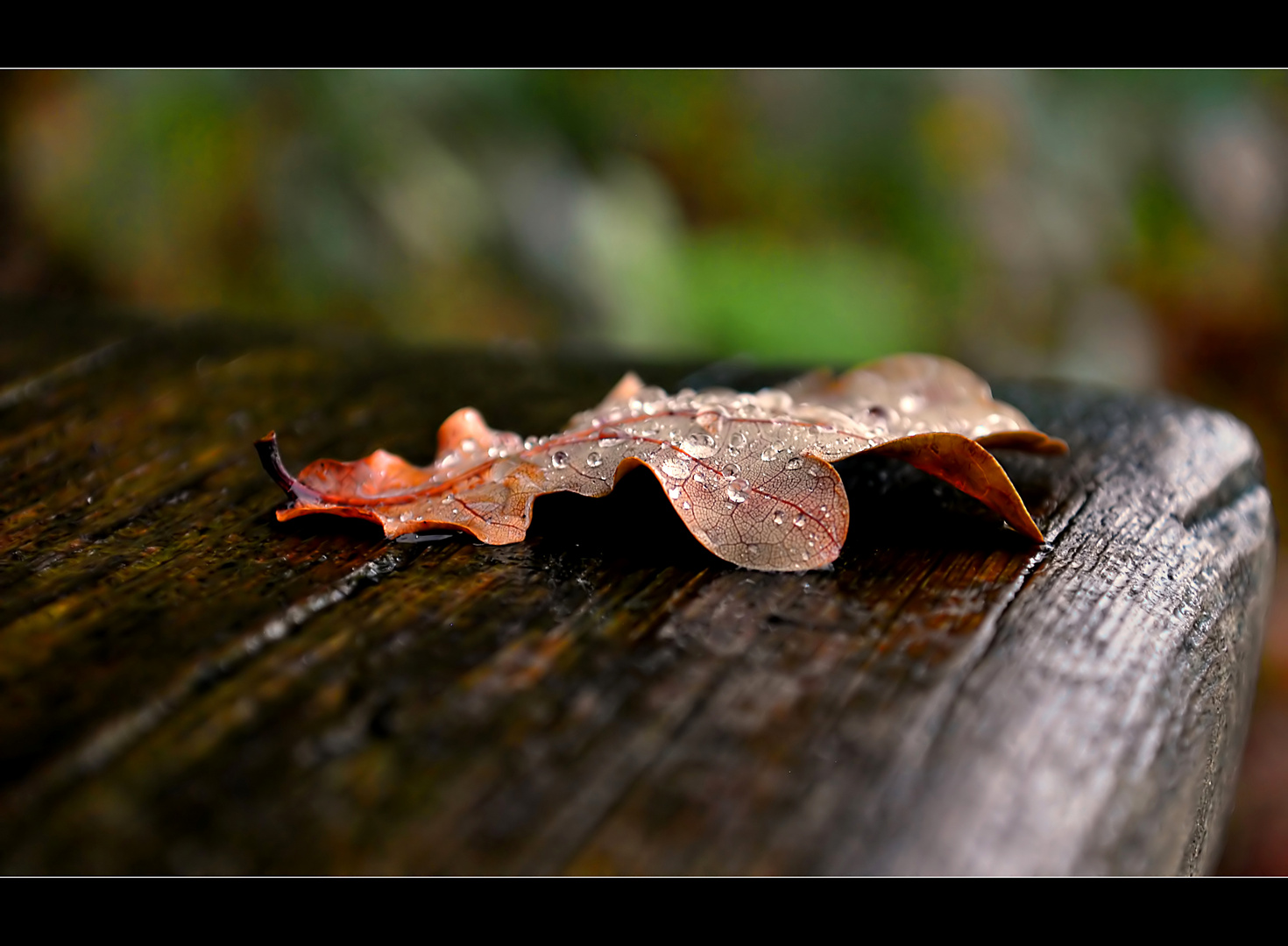 Novemberrain