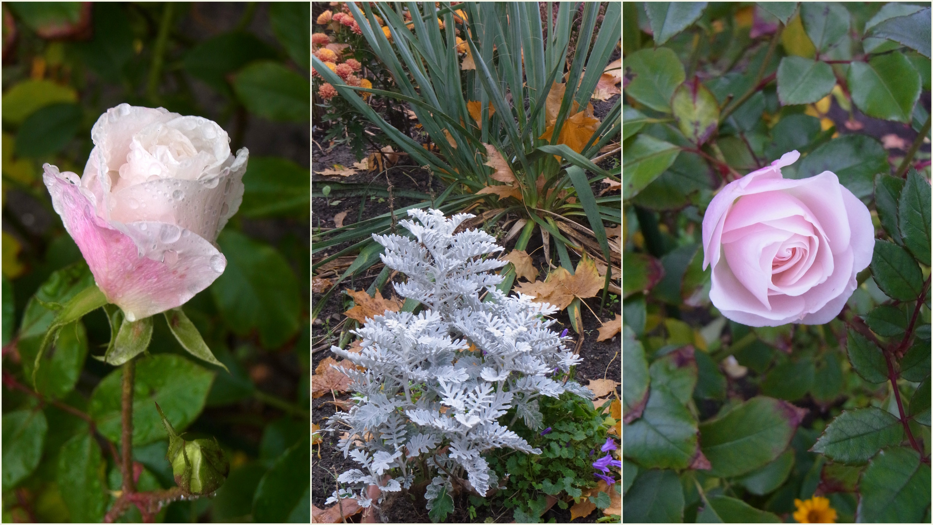 Novemberröschen in unserem Garten