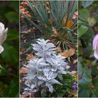 Novemberröschen in unserem Garten