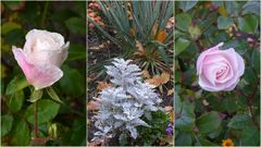 Novemberröschen in unserem Garten