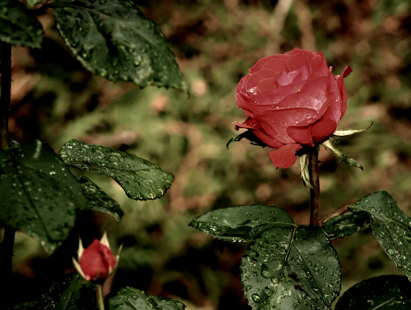 Novemberrose