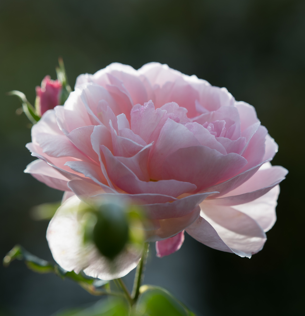 Novemberrose-2