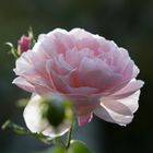 Novemberrose-2