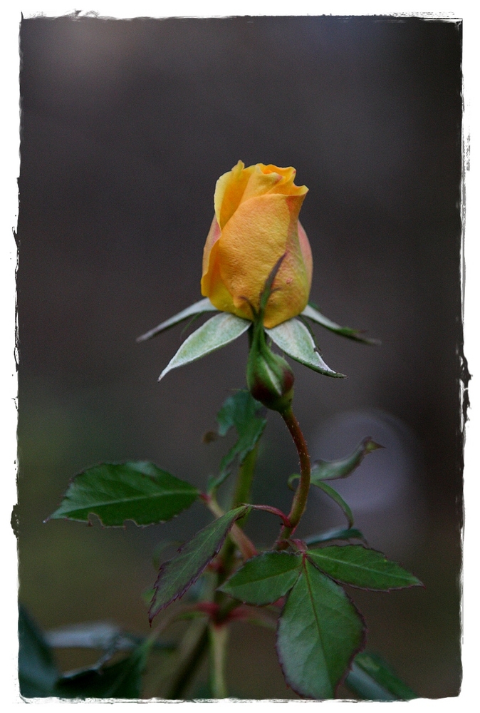 Novemberrose