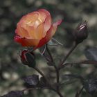 Novemberrose