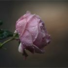 ~ Novemberrose ~