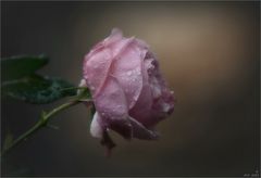 ~ Novemberrose ~