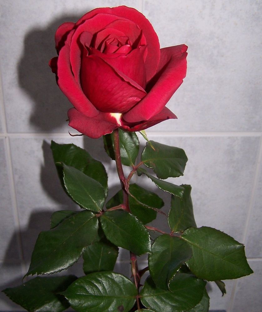 Novemberrose