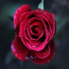 Novemberrose