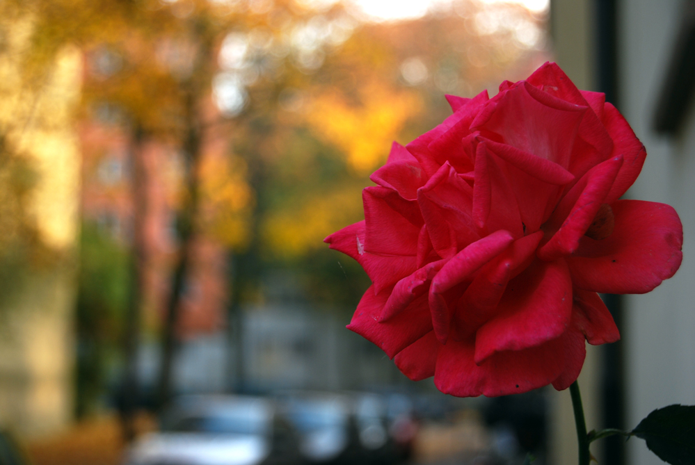 Novemberrose