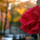 Novemberrose