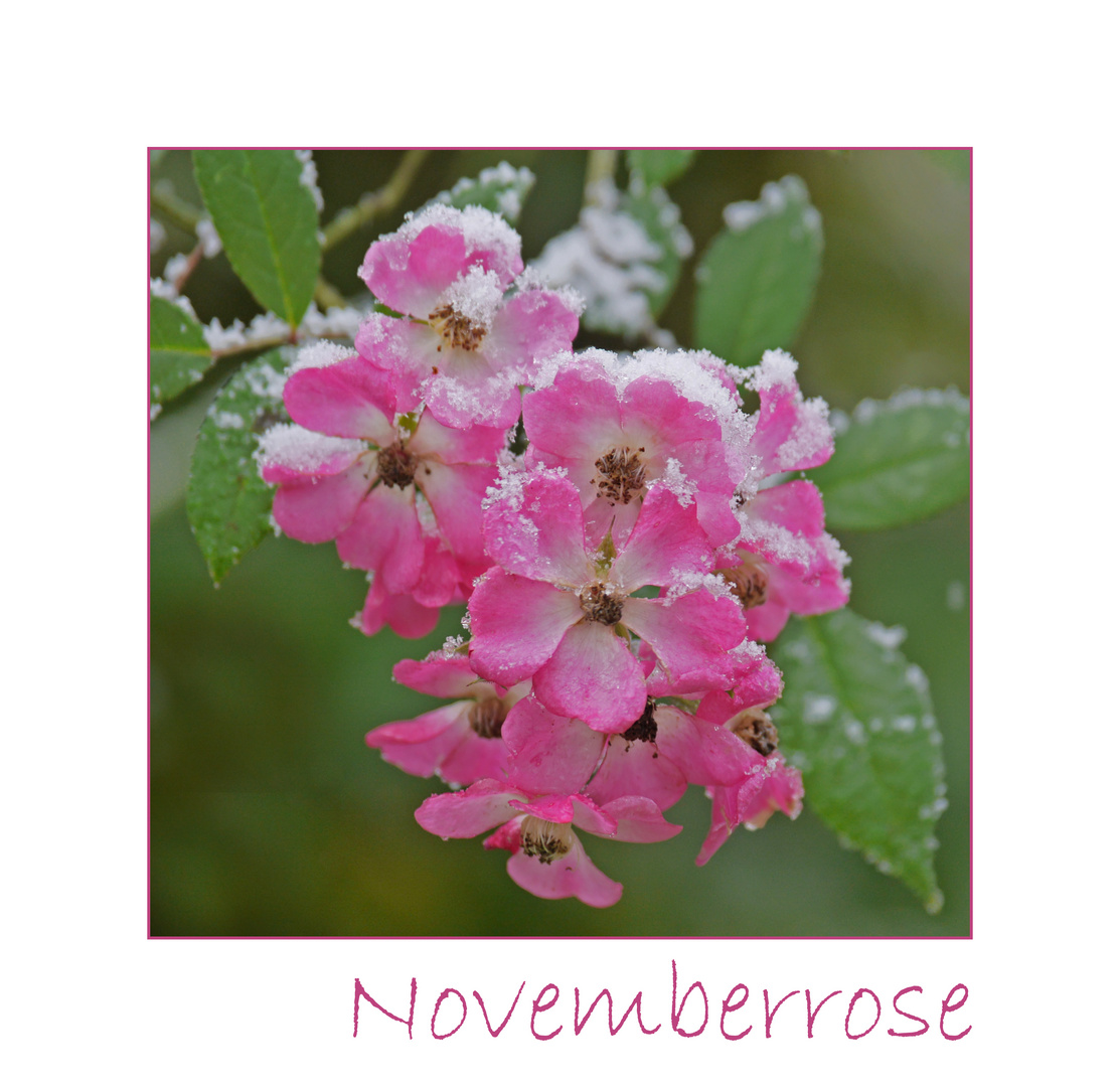 Novemberrose