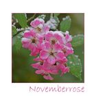 Novemberrose