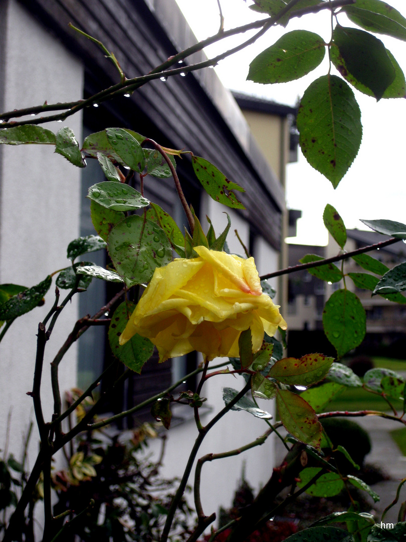 Novemberrose in Betonia