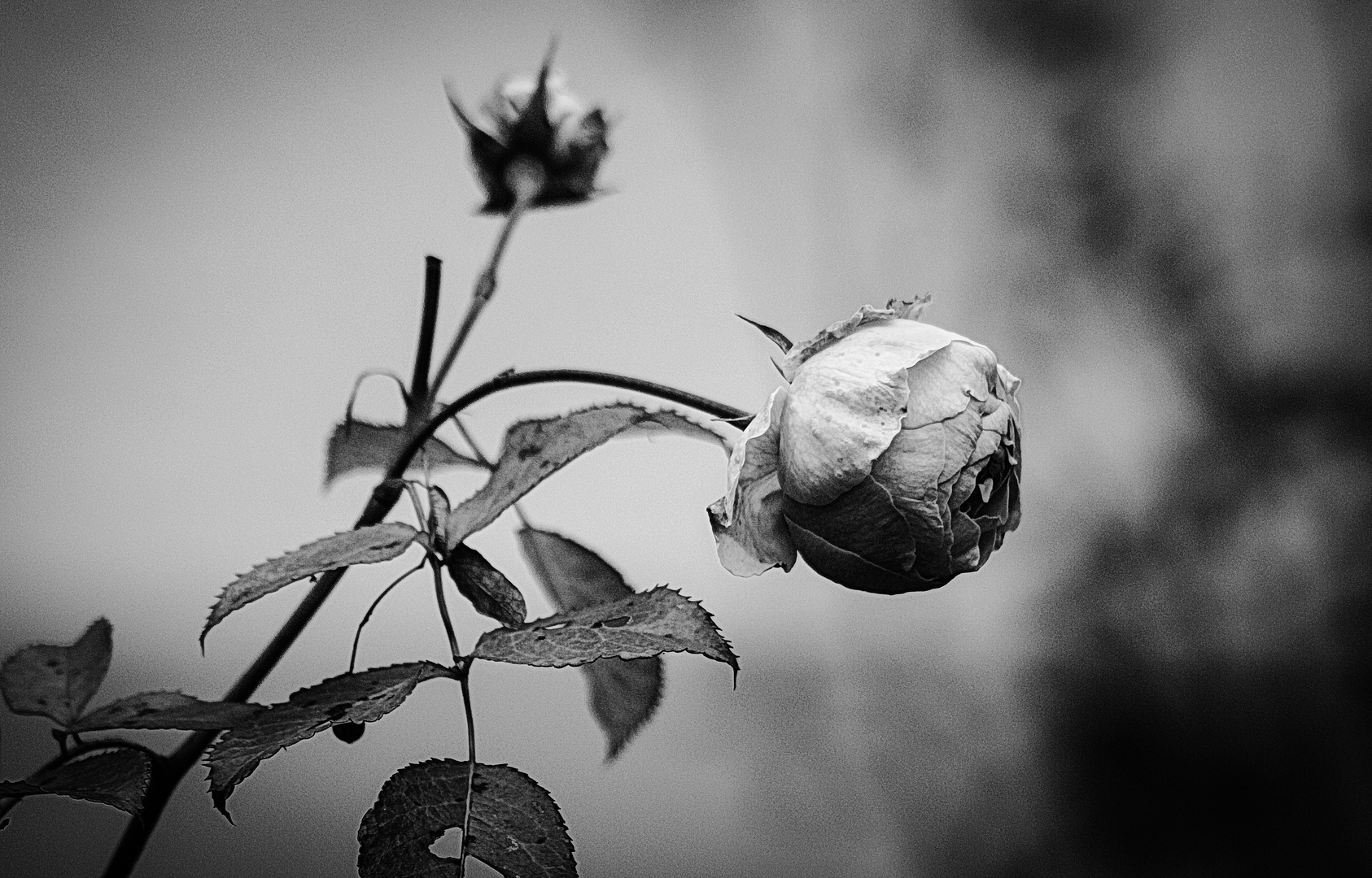 Novemberrose in S/W