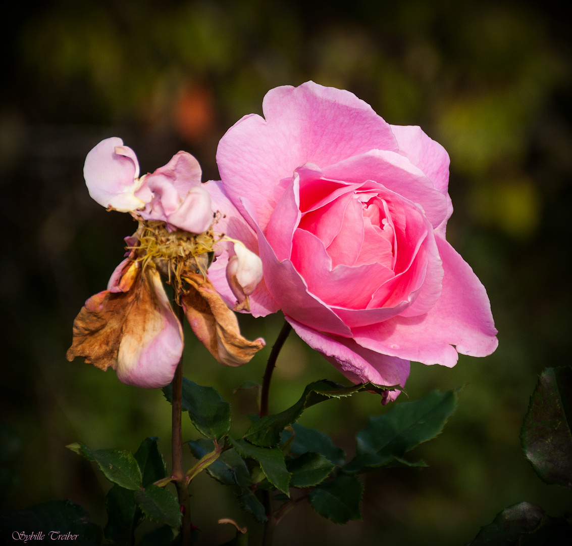 Novemberrosen