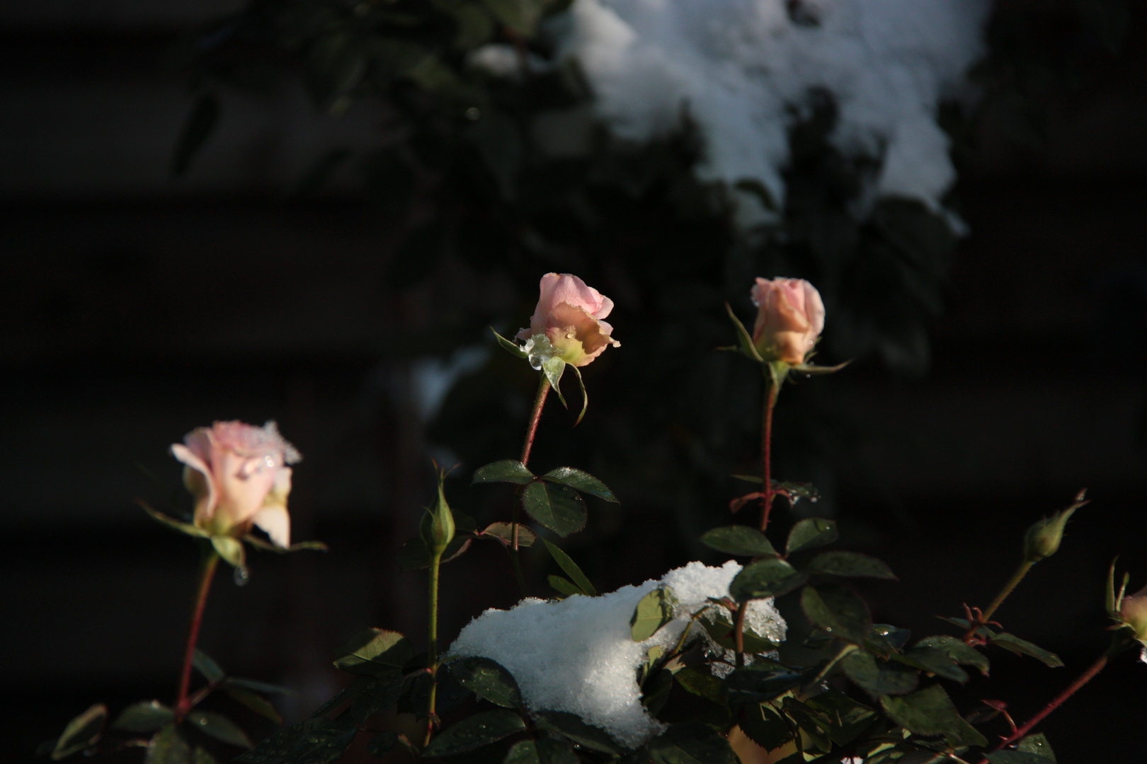 Novemberrosen im Schnee