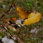 Novemberrückblick