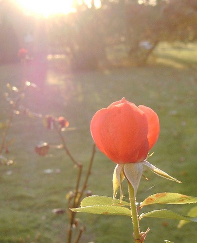 Novembers letzte Sonnenstrahlen