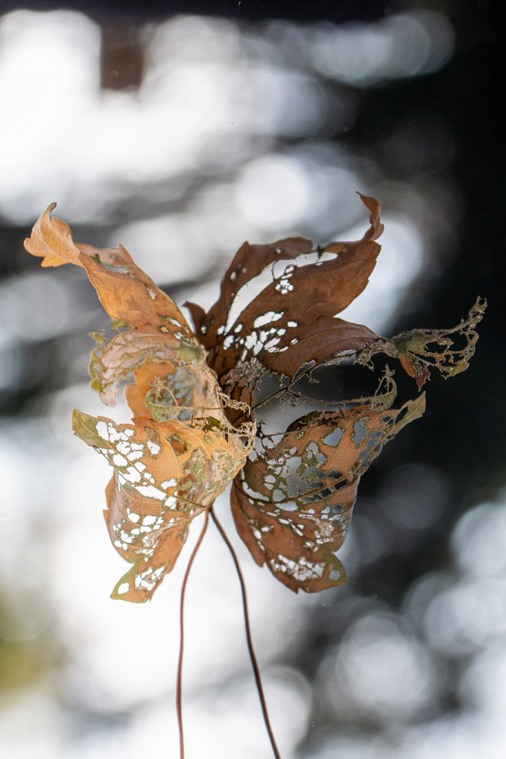 Novemberschmetterling