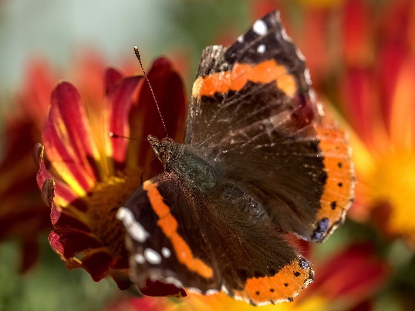 Novemberschmetterling