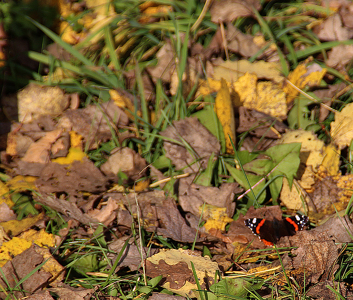 Novemberschmetterling