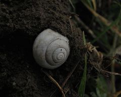 Novemberschnecke