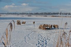 Novemberschnee