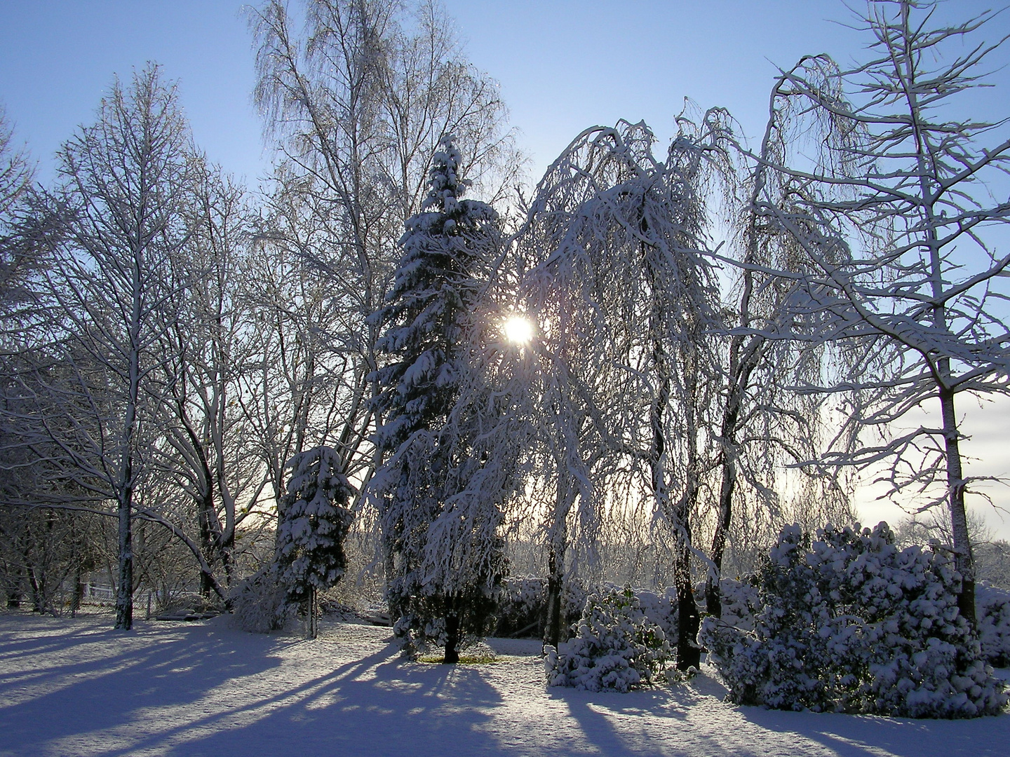 Novemberschnee 2008