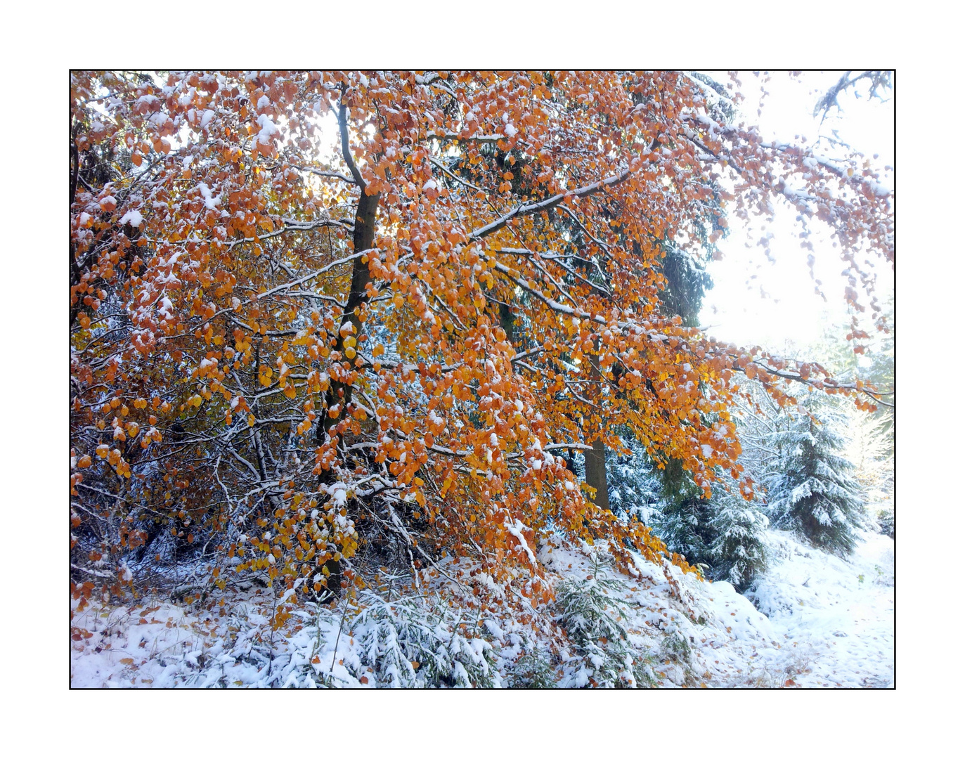 Novemberschnee