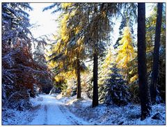 Novemberschnee im Wald