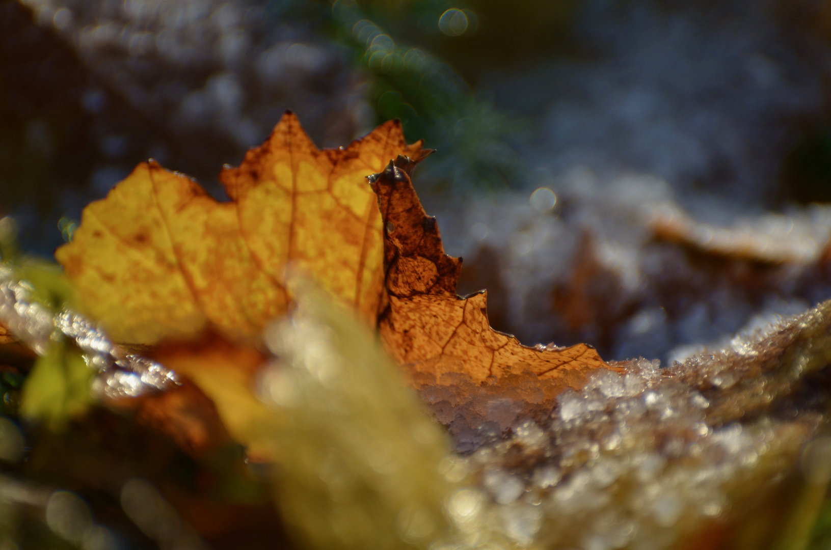 Novemberschnee trifft auf Weinbergblatt 