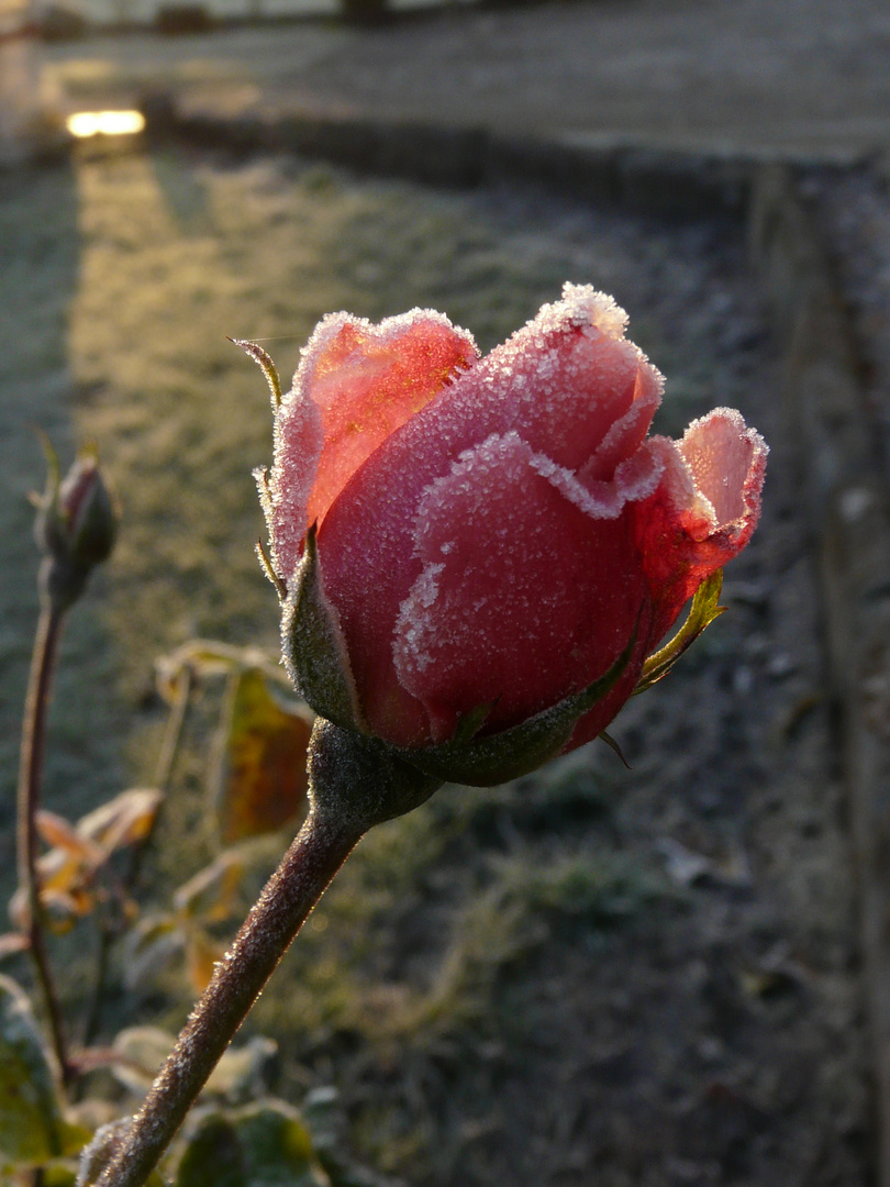 Novemberschöne