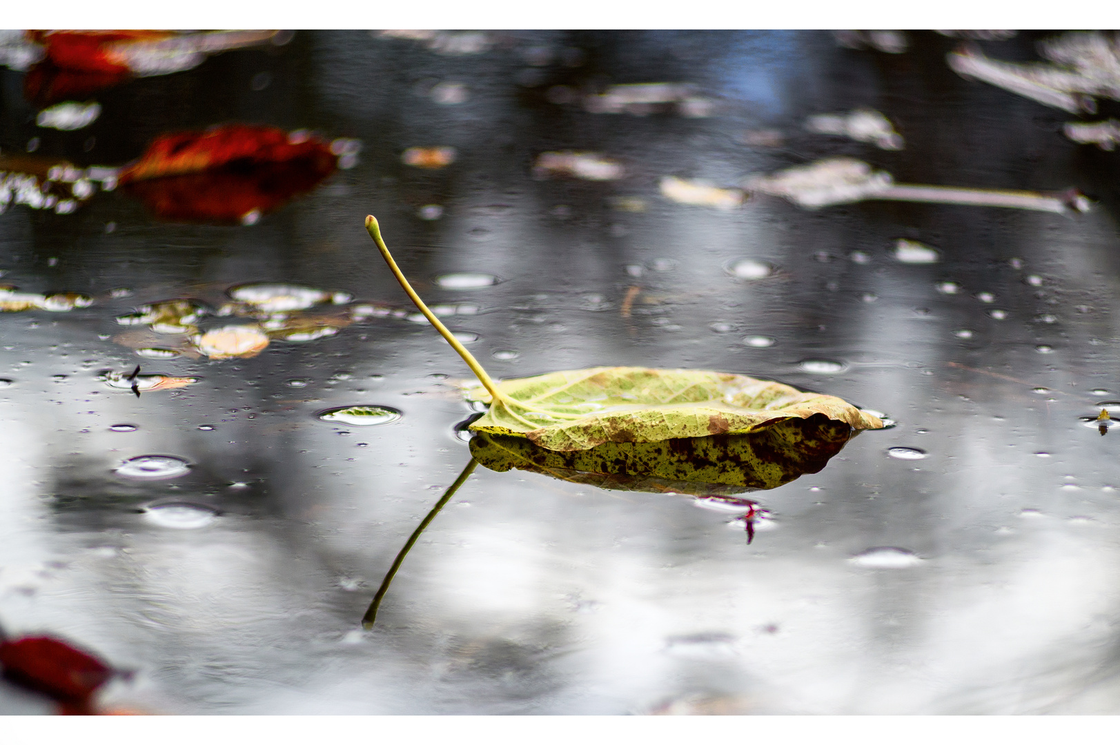 Novemberschönheit