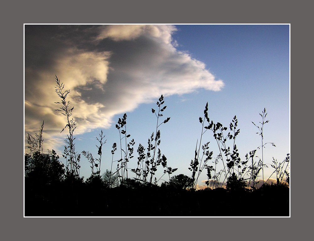 Novembersilhouetten